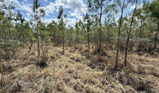 Photo #18 of Lot 4  Guinea Mill Rd, Ernul, NC 34.0 acres