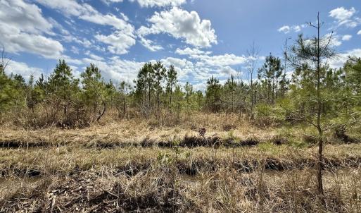 Photo #19 of Lot 4  Guinea Mill Rd, Ernul, NC 34.0 acres