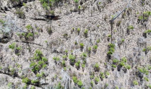 Photo #4 of Lot 4  Guinea Mill Rd, Ernul, NC 34.0 acres