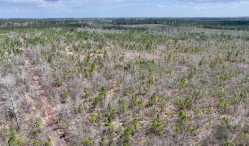 Photo #6 of Lot 4  Guinea Mill Rd, Ernul, NC 34.0 acres