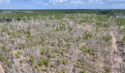 Photo #8 of Lot 4  Guinea Mill Rd, Ernul, NC 34.0 acres