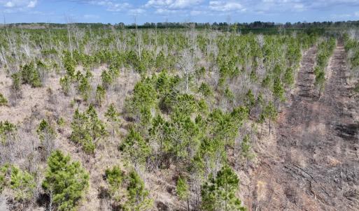 Photo #9 of Lot 4  Guinea Mill Rd, Ernul, NC 34.0 acres