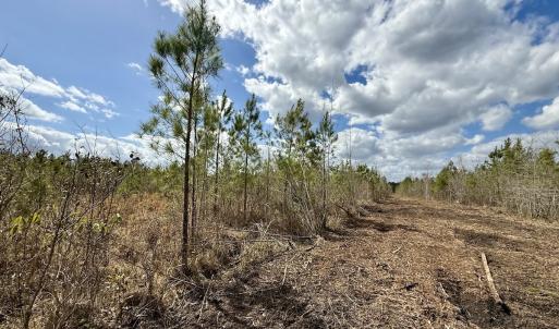 Photo #20 of Lot 4  Guinea Mill Rd, Ernul, NC 34.0 acres