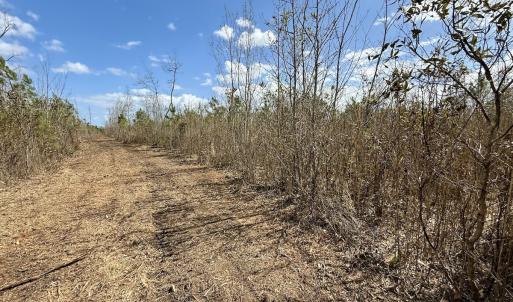 Photo #21 of Lot 4  Guinea Mill Rd, Ernul, NC 34.0 acres