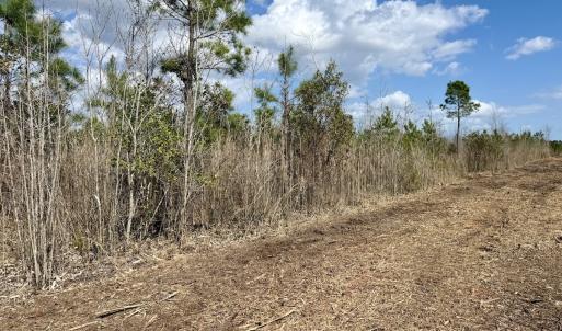 Photo #22 of Lot 4  Guinea Mill Rd, Ernul, NC 34.0 acres