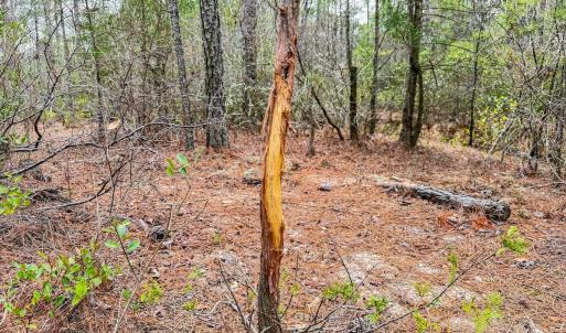Photo #22 of Off of Woodwind Dr, Vass, NC 134.5 acres