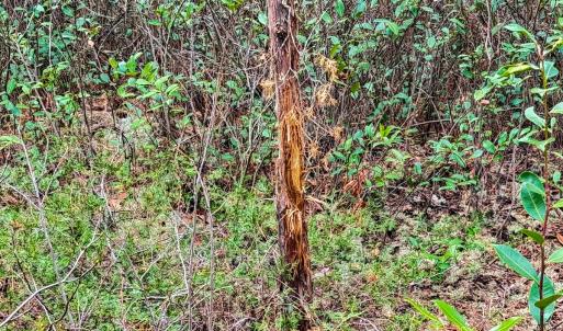 Photo #26 of Off of Woodwind Dr, Vass, NC 134.5 acres