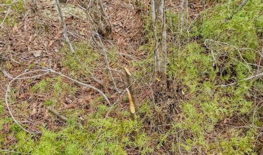 Photo #37 of Off of Woodwind Dr, Vass, NC 134.5 acres