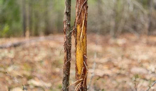 Photo #7 of Off of Woodwind Dr, Vass, NC 134.5 acres