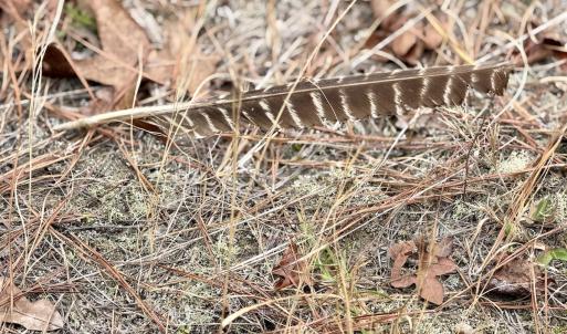 Photo #42 of Off of Woodwind Dr, Vass, NC 134.5 acres