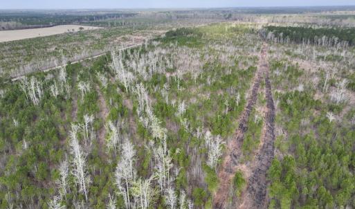 Photo #3 of Lot 5 Guinea Mill Rd, Ernul, NC 37.0 acres