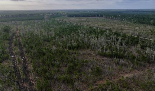 Photo #4 of Lot 5 Guinea Mill Rd, Ernul, NC 37.0 acres