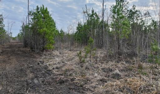 Photo #7 of Lot 5 Guinea Mill Rd, Ernul, NC 37.0 acres