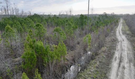 Photo #8 of Lot 5 Guinea Mill Rd, Ernul, NC 37.0 acres
