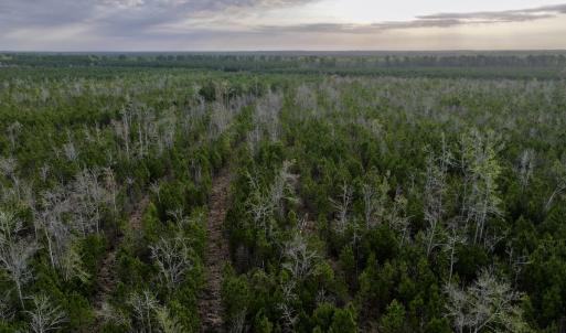 Photo #9 of Lot 5 Guinea Mill Rd, Ernul, NC 37.0 acres