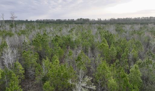 Photo #10 of Lot 5 Guinea Mill Rd, Ernul, NC 37.0 acres