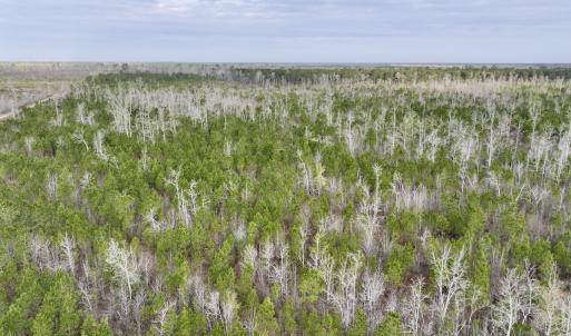 Photo #11 of Lot 5 Guinea Mill Rd, Ernul, NC 37.0 acres