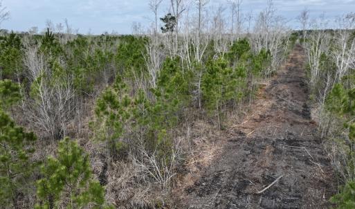 Photo #12 of Lot 5 Guinea Mill Rd, Ernul, NC 37.0 acres