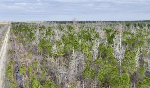 Photo #16 of Lot 5 Guinea Mill Rd, Ernul, NC 37.0 acres