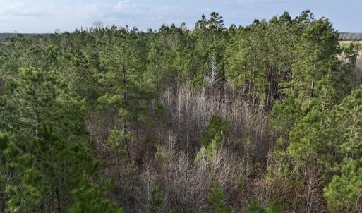 Photo #17 of Lot 5 Guinea Mill Rd, Ernul, NC 37.0 acres