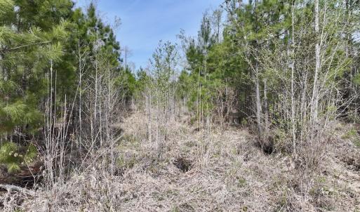 Photo #18 of Lot 5 Guinea Mill Rd, Ernul, NC 37.0 acres