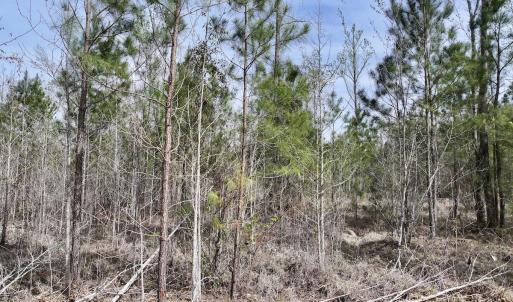 Photo #19 of Lot 5 Guinea Mill Rd, Ernul, NC 37.0 acres