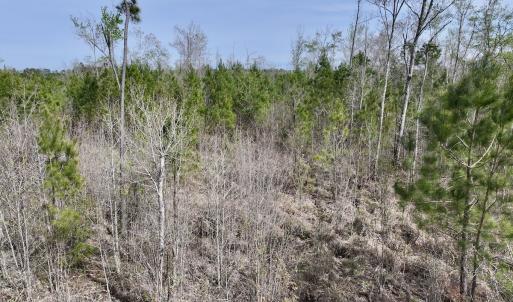 Photo #20 of Lot 5 Guinea Mill Rd, Ernul, NC 37.0 acres