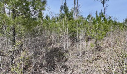 Photo #21 of Lot 5 Guinea Mill Rd, Ernul, NC 37.0 acres