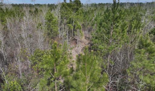 Photo #22 of Lot 5 Guinea Mill Rd, Ernul, NC 37.0 acres
