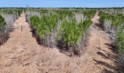 Photo #10 of Lot 15 Guinea Mill Rd, Ernul, NC 55.0 acres