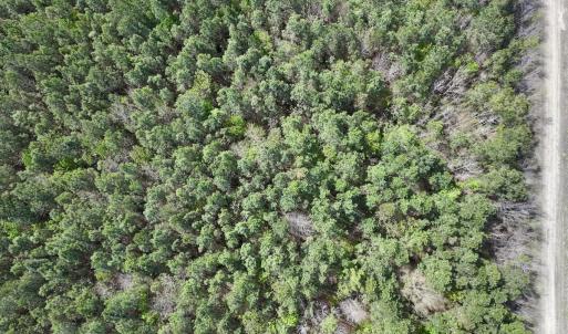 Photo #4 of Lot 15 Guinea Mill Rd, Ernul, NC 55.0 acres