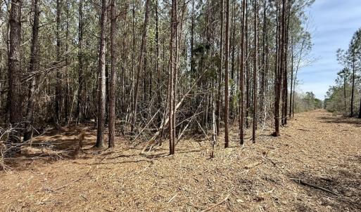 Photo #7 of Lot 15 Guinea Mill Rd, Ernul, NC 55.0 acres
