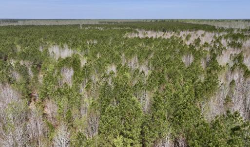 Photo #8 of Lot 15 Guinea Mill Rd, Ernul, NC 55.0 acres