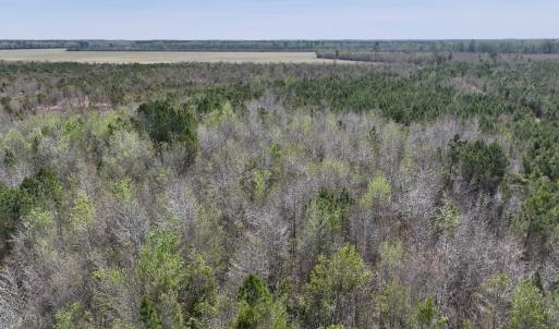 Photo #9 of Lot 15 Guinea Mill Rd, Ernul, NC 55.0 acres