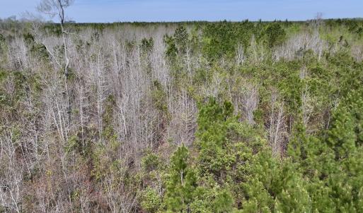Photo #16 of Lot 15 Guinea Mill Rd, Ernul, NC 55.0 acres