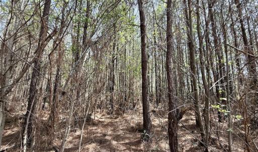 Photo #17 of Lot 15 Guinea Mill Rd, Ernul, NC 55.0 acres