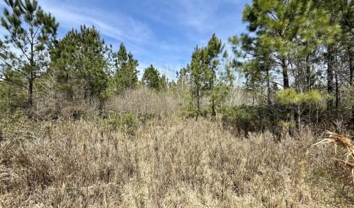 Photo #18 of Lot 15 Guinea Mill Rd, Ernul, NC 55.0 acres