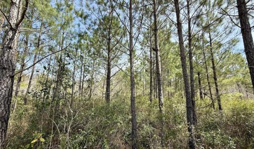 Photo #19 of Lot 15 Guinea Mill Rd, Ernul, NC 55.0 acres