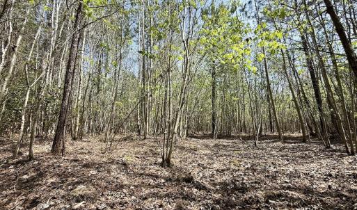 Photo #20 of Lot 15 Guinea Mill Rd, Ernul, NC 55.0 acres
