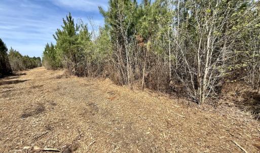 Photo #21 of Lot 15 Guinea Mill Rd, Ernul, NC 55.0 acres