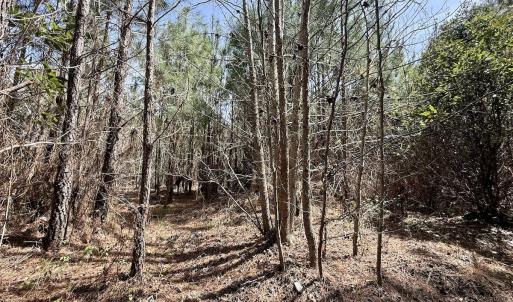 Photo #22 of Lot 15 Guinea Mill Rd, Ernul, NC 55.0 acres