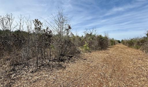 Photo #23 of Lot 15 Guinea Mill Rd, Ernul, NC 55.0 acres