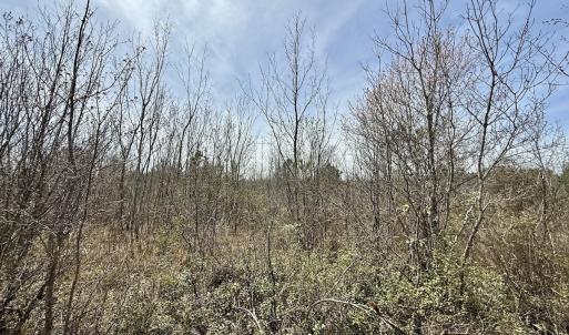 Photo #24 of Lot 15 Guinea Mill Rd, Ernul, NC 55.0 acres