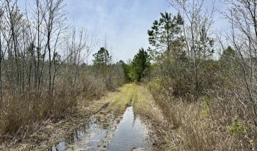 Photo #25 of Lot 15 Guinea Mill Rd, Ernul, NC 55.0 acres