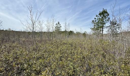 Photo #26 of Lot 15 Guinea Mill Rd, Ernul, NC 55.0 acres