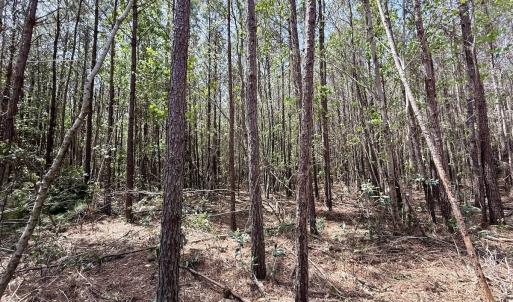 Photo #27 of Lot 15 Guinea Mill Rd, Ernul, NC 55.0 acres