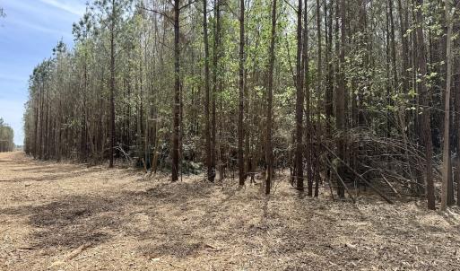 Photo #28 of Lot 15 Guinea Mill Rd, Ernul, NC 55.0 acres