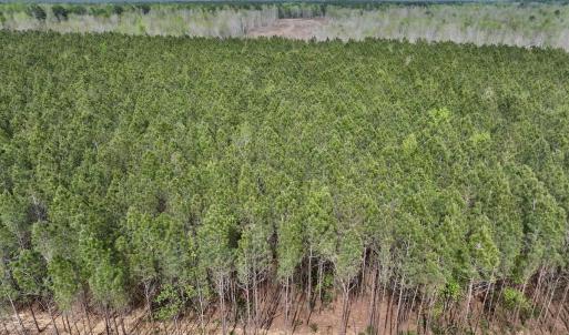 Photo #4 of Lot 23 Guinea Mill Rd, Ernul, NC 25.0 acres