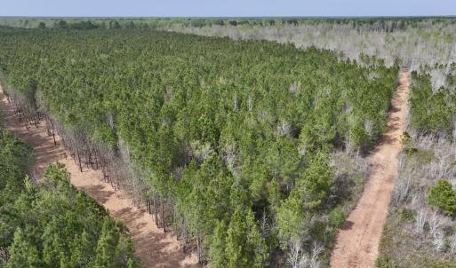 Photo #5 of Lot 23 Guinea Mill Rd, Ernul, NC 25.0 acres