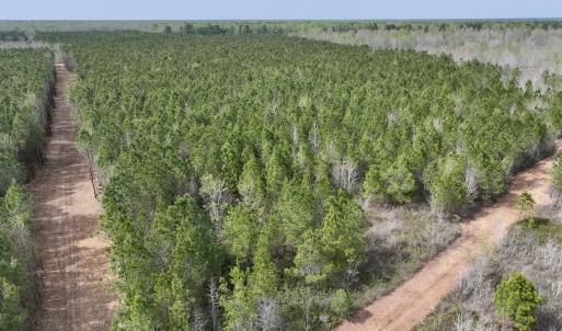 Photo #6 of Lot 23 Guinea Mill Rd, Ernul, NC 25.0 acres